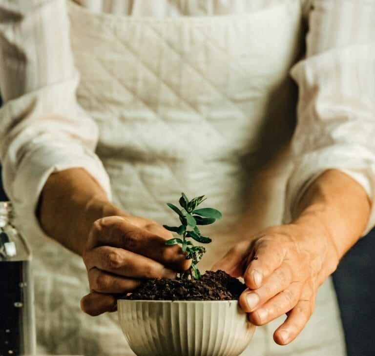 A person pruning a plant to encourage new growth