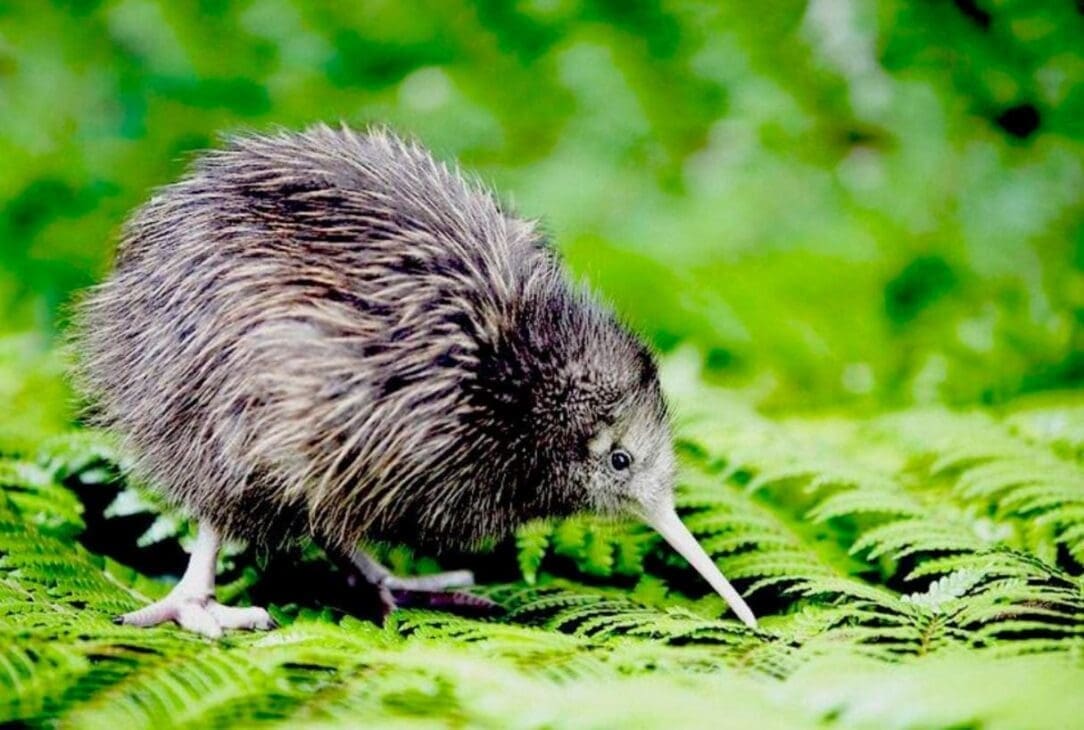 Close-up of a kiwi bird in its natural forest habitat, showing its long beak and brown, hair-like feathers representing new zealand culture